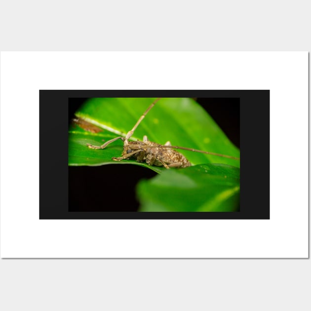 Unique and organic photo of a Longhorn Beetle Wall Art by AvonPerception